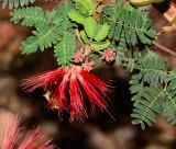 Calliandra californica