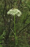 Kadenia dubia