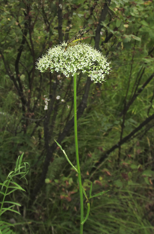 Image of Kadenia dubia specimen.