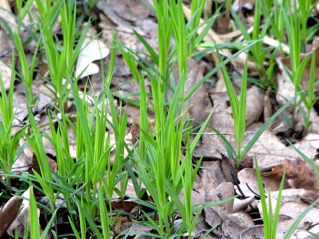 Image of Stellaria holostea specimen.