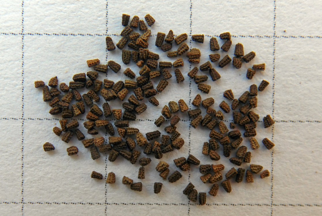Image of Verbascum thapsus specimen.