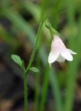 Linnaea borealis. Верхушка побега с цветком. Московская обл., Дмитровский р-н, окр. шлюза №2 на канале им. Москвы, обочина лесной дороги в смешанном лесу. 05.07.2017.