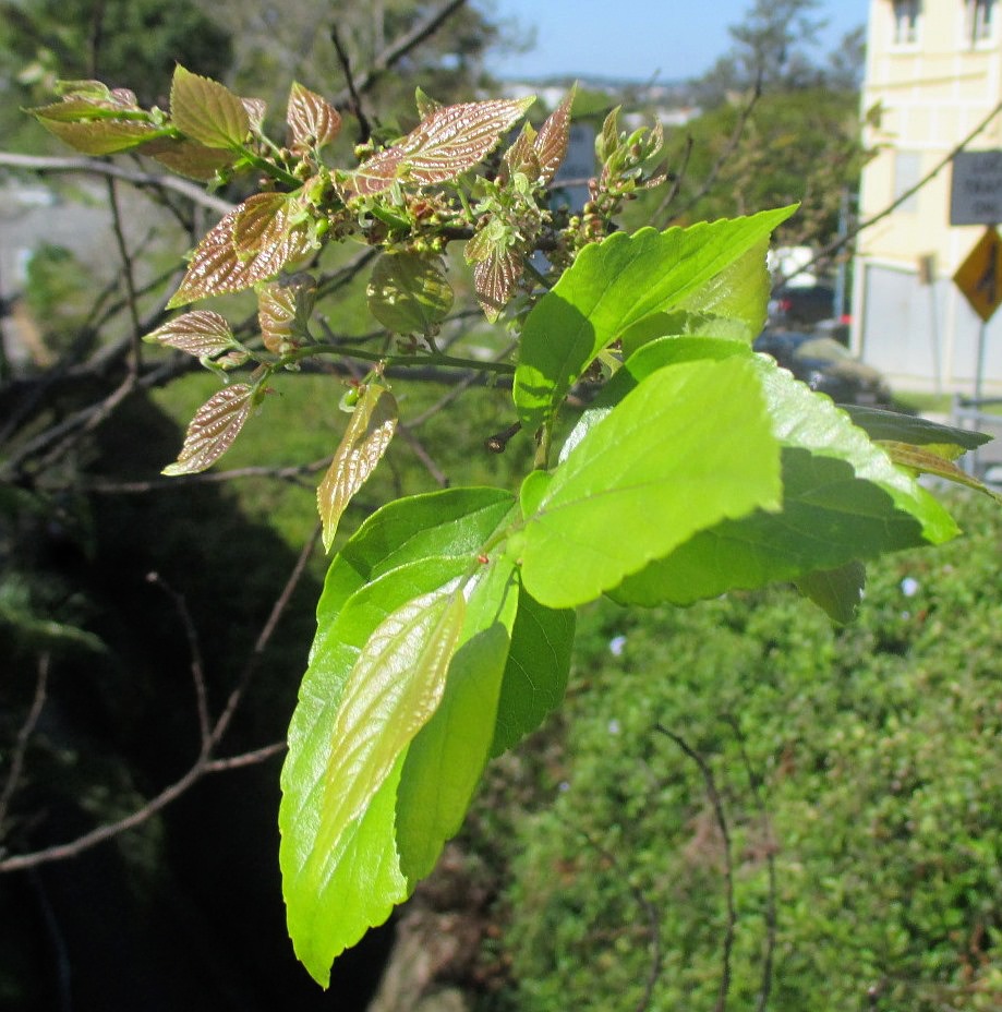 Image of Celtis sinensis specimen.