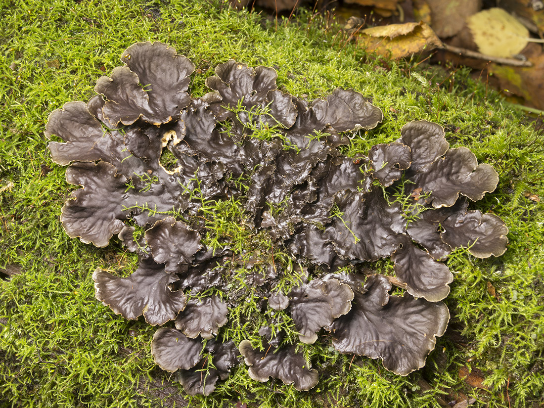 Image of genus Peltigera specimen.