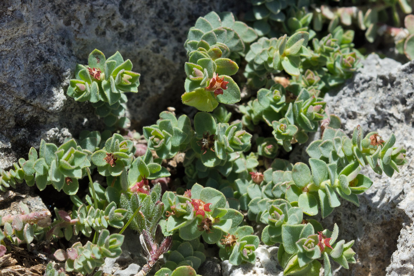 Изображение особи Euphorbia herniariifolia.