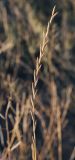 Elytrigia repens. Соплодие. Крым, Сакский р-н, окр. пос. Прибрежное, пустырь. 09.08.2017.