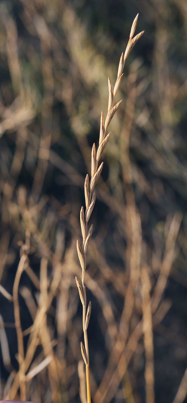 Изображение особи Elytrigia repens.