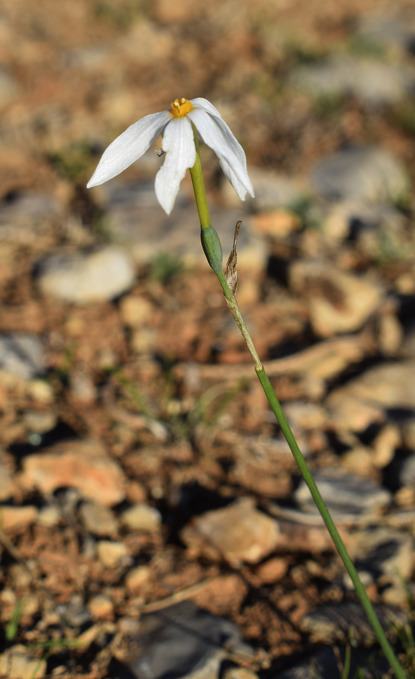 Изображение особи Narcissus obsoletus.