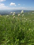 Trifolium montanum