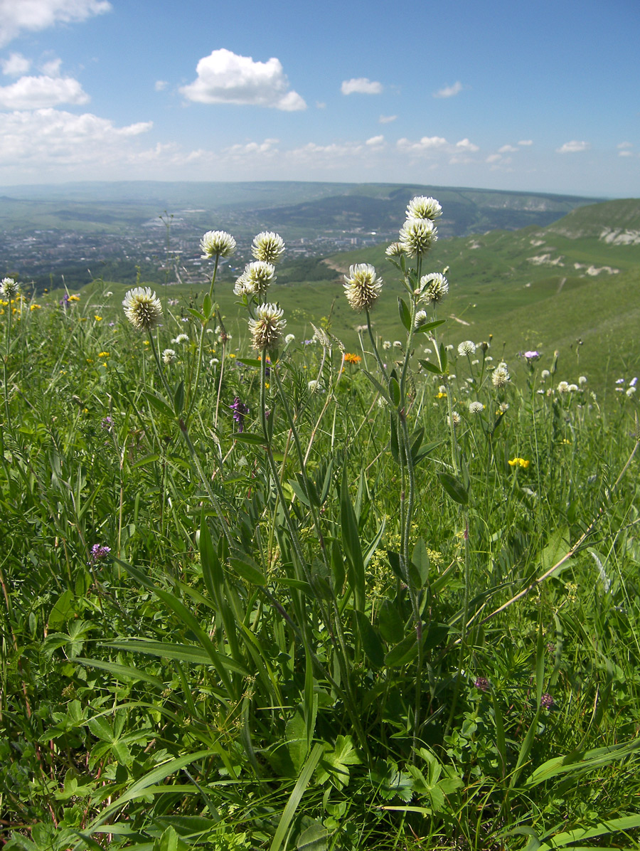 Изображение особи Trifolium montanum.