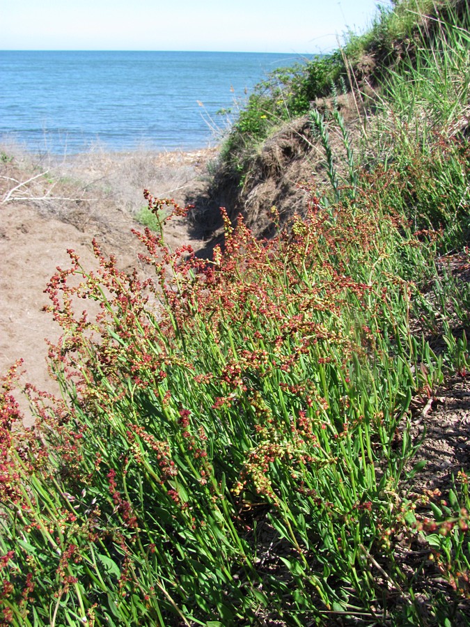 Image of Rumex acetosella specimen.