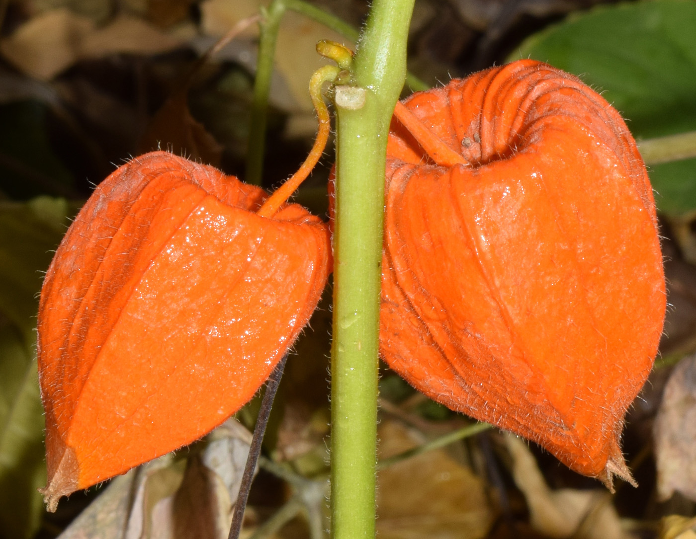 Image of Alkekengi officinarum specimen.