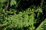Osmunda regalis. Вайя. Греция, о-в Крит, ном Ханья (Νομός Χανίων), дим Платаньяс (Δήμος Πλατανιά), долина Фаса, ≈ 300 м н.у.м., крутой склон у опушки приречного платанового леса. 22 июня 2017 г.