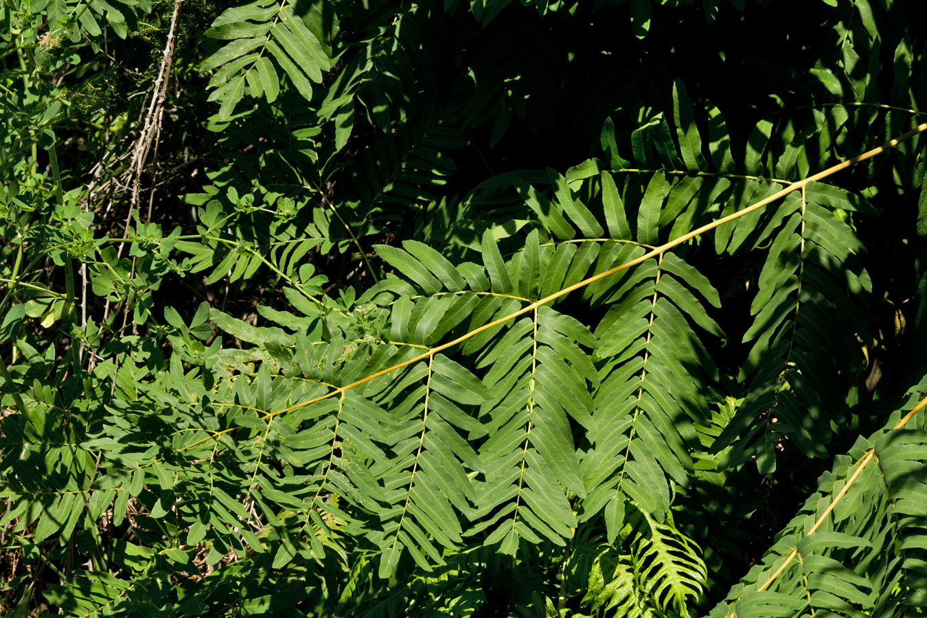 Изображение особи Osmunda regalis.