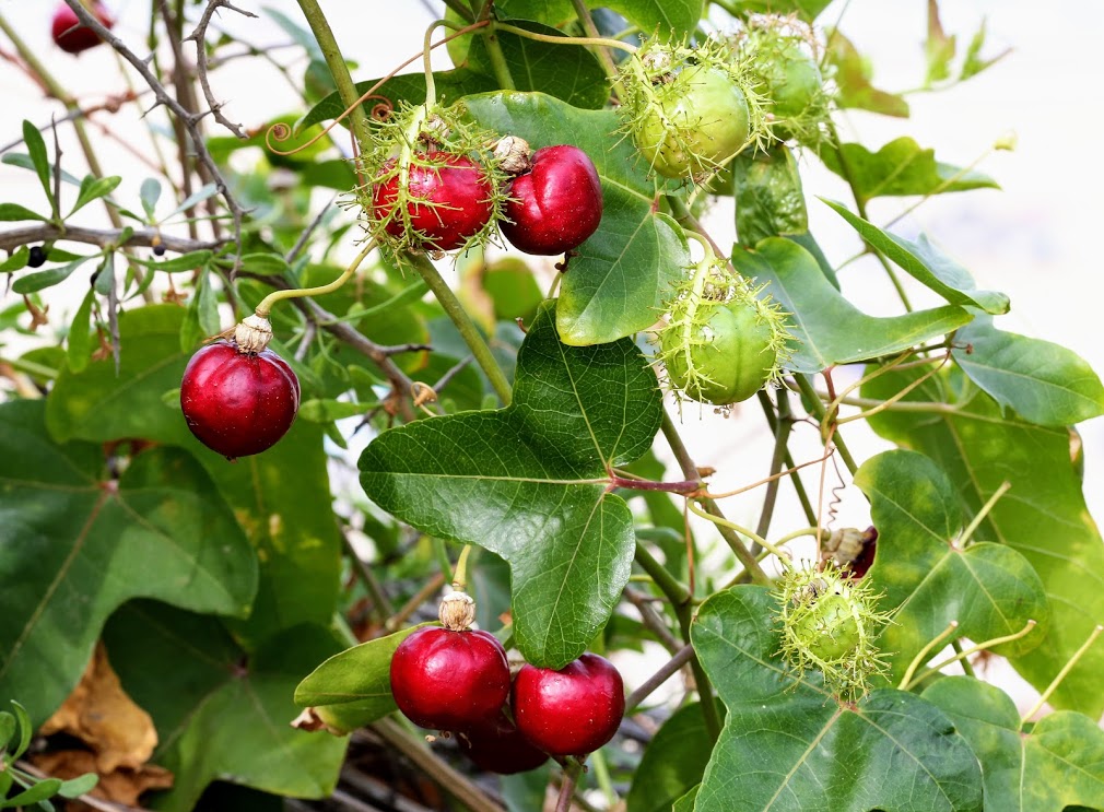 Image of Passiflora foetida specimen.