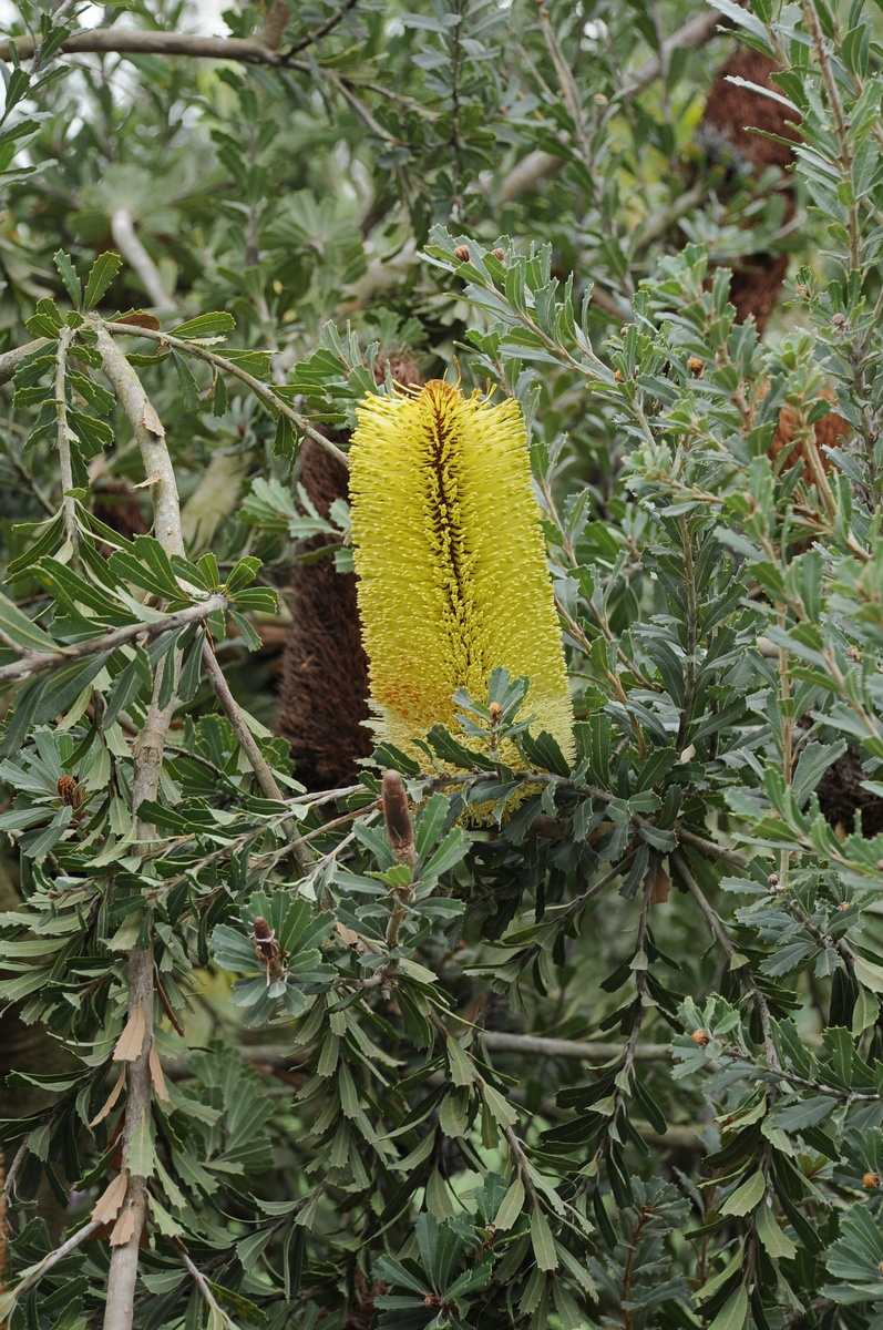 Изображение особи Banksia praemorsa.
