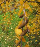 Betula lenta