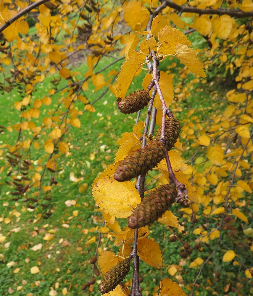 Image of Betula lenta specimen.