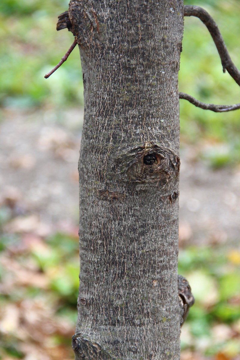 Image of Acer trautvetteri specimen.