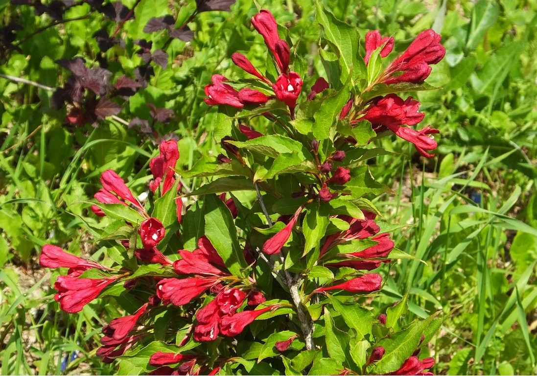 Image of Weigela florida specimen.