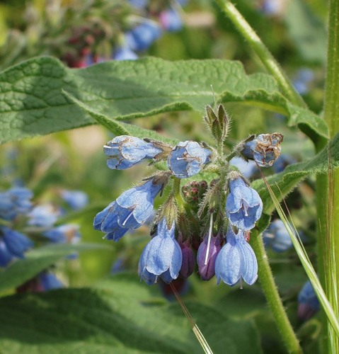 Изображение особи Symphytum caucasicum.