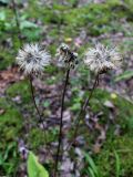 Arnica montana