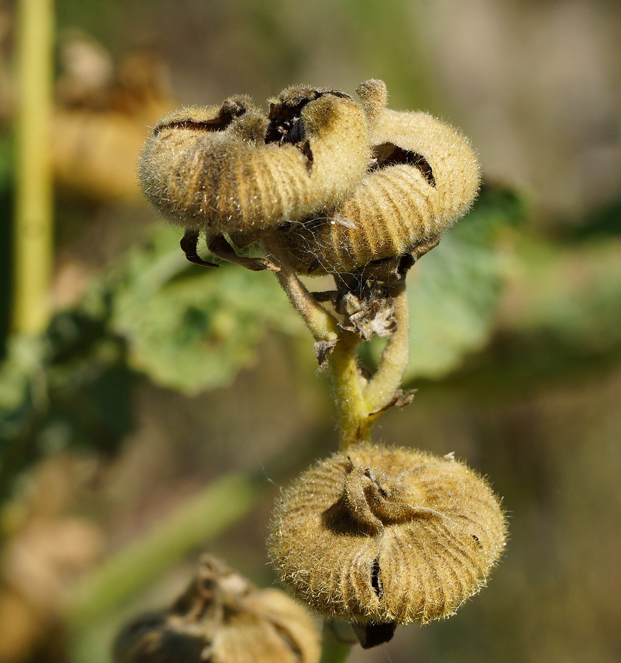 Image of Alcea rosea specimen.