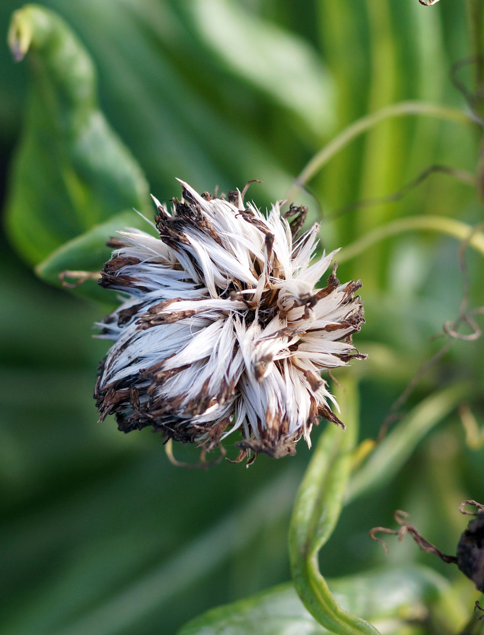 Image of Senecio pseudoarnica specimen.