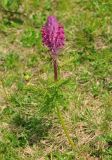 Pedicularis panjutinii