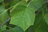 Liriodendron tulipifera