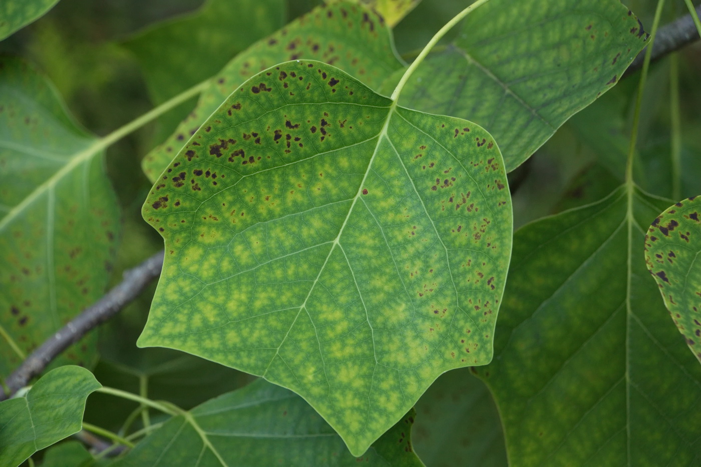 Image of Liriodendron tulipifera specimen.