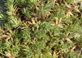 Saxifraga spinulosa