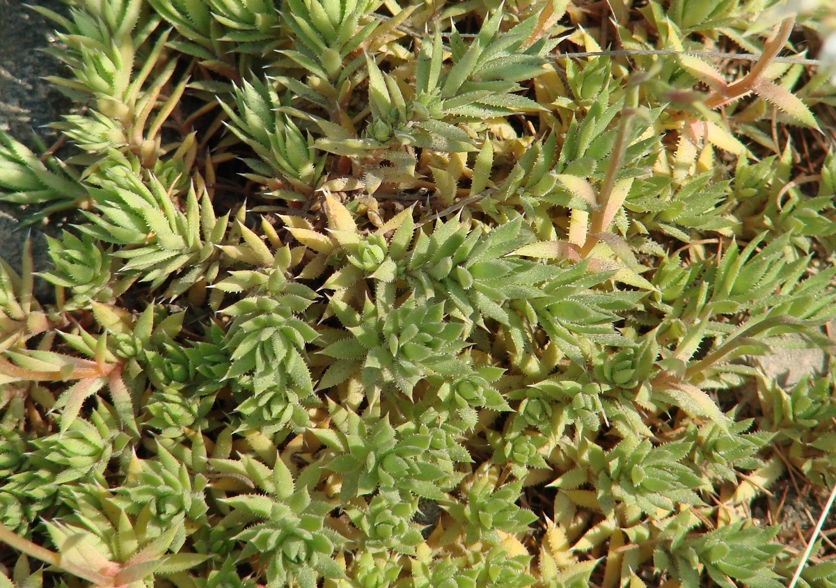 Image of Saxifraga spinulosa specimen.