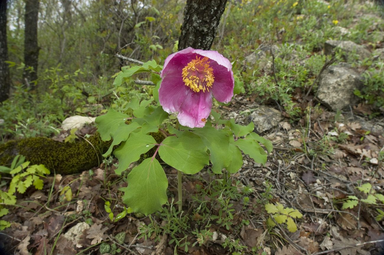 Изображение особи Paeonia daurica.