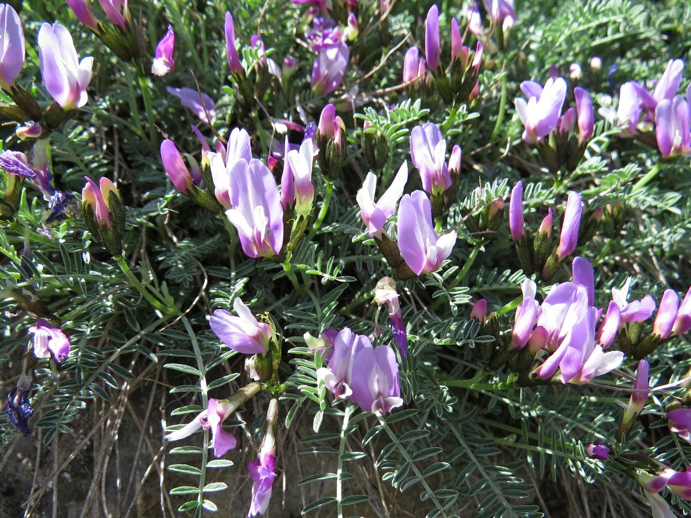 Изображение особи Astragalus pachyrrhizus.