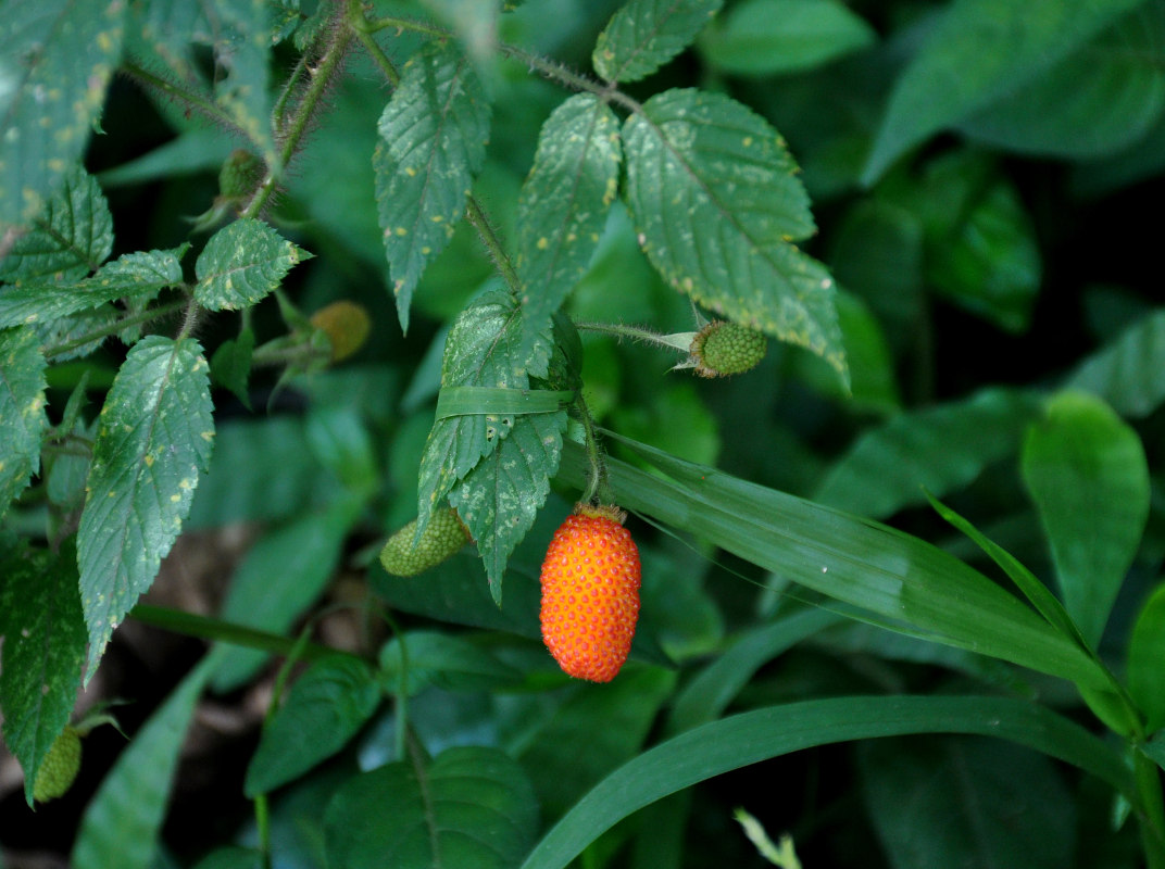 Изображение особи Rubus sumatranus.