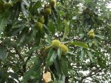 Castanea sativa