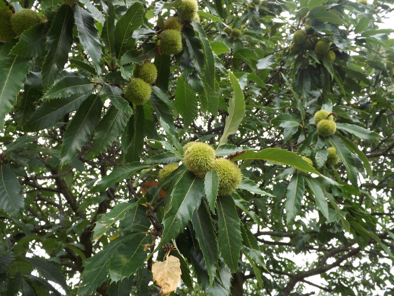 Image of Castanea sativa specimen.