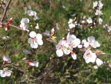 Cerasus tomentosa