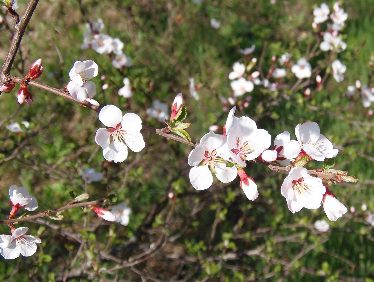 Изображение особи Cerasus tomentosa.