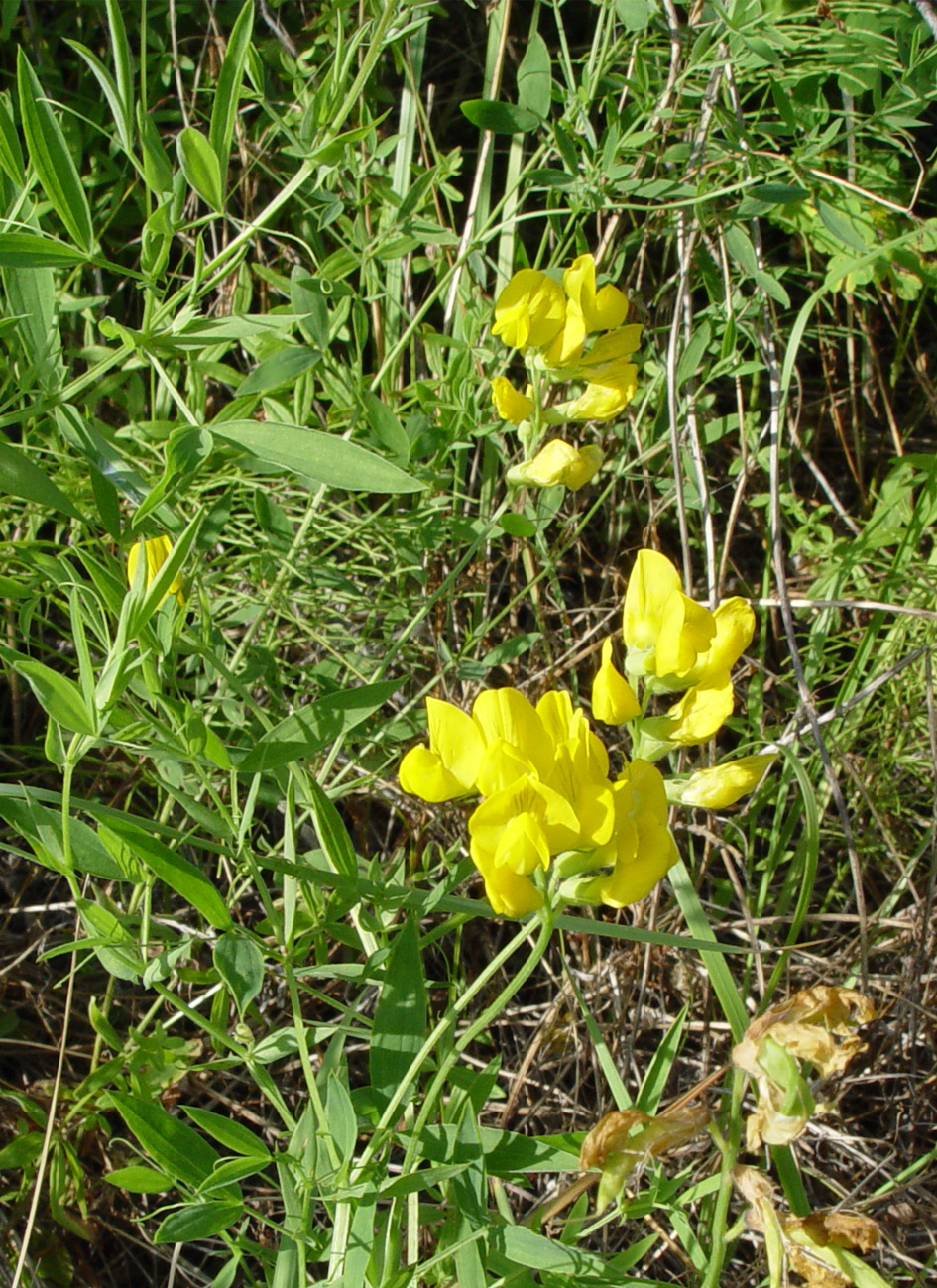 Image of Lathyrus pratensis specimen.