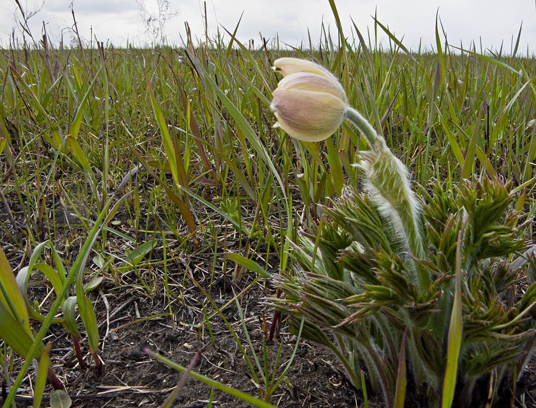 Image of Pulsatilla orientali-sibirica specimen.