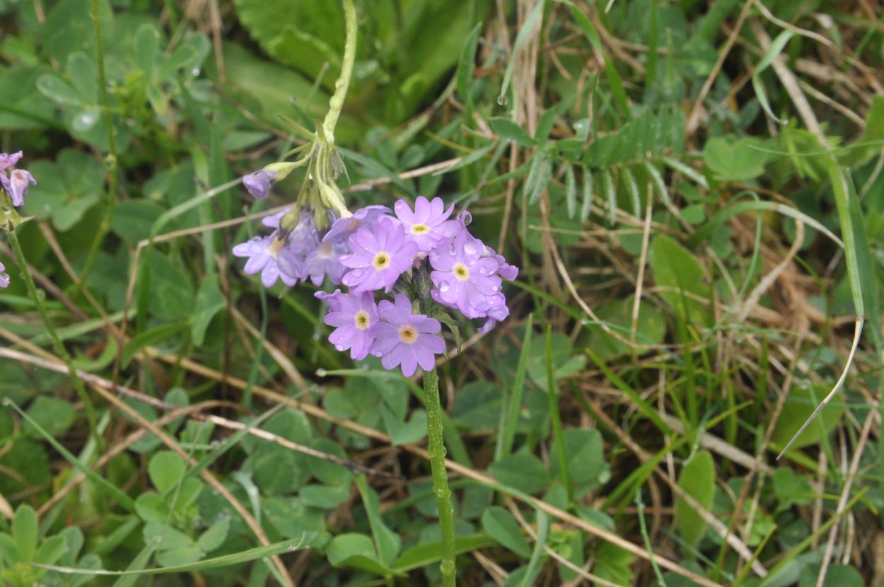 Изображение особи Primula algida.