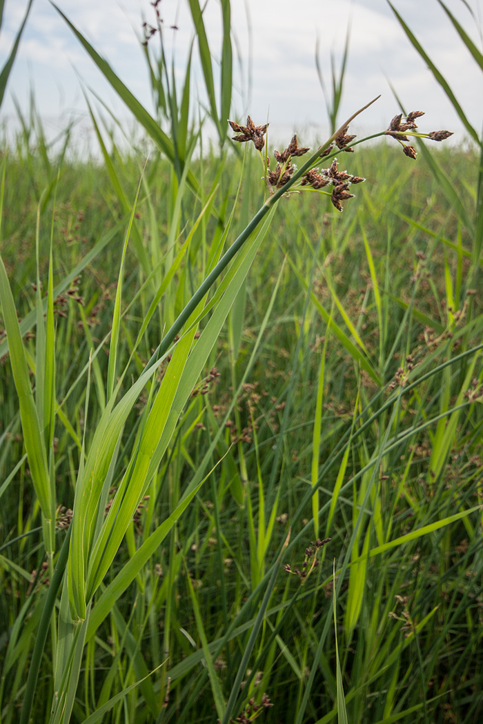 Image of genus Schoenoplectus specimen.