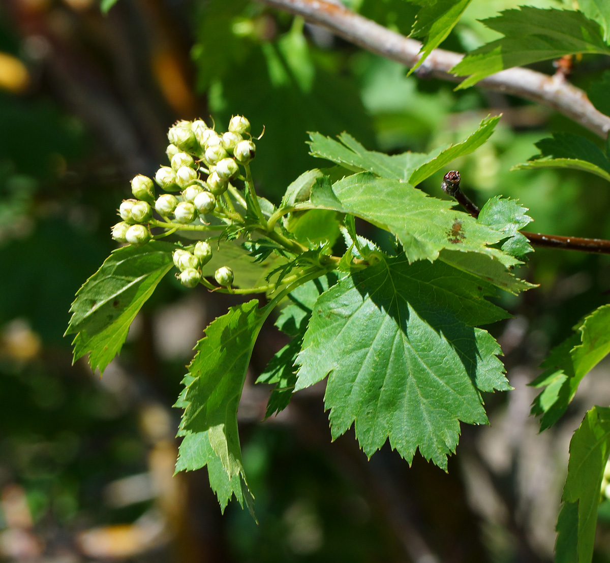 Image of Crataegus chlorocarpa specimen.