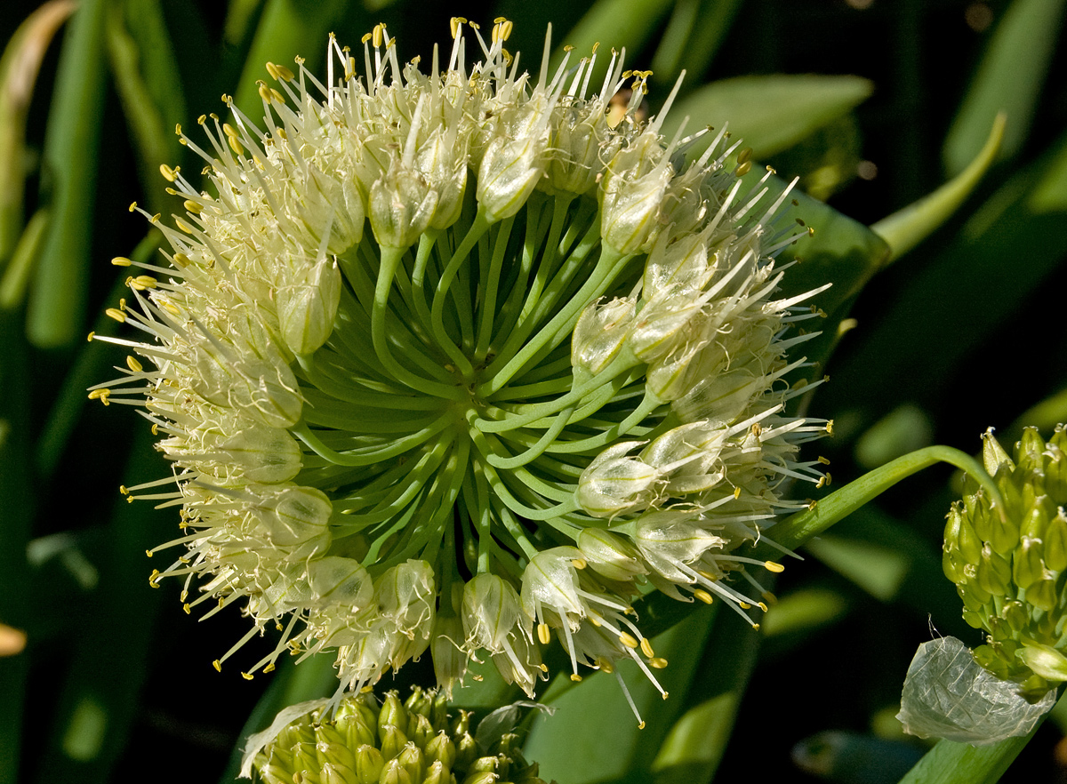 Изображение особи Allium fistulosum.