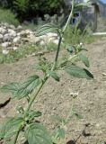 Heliotropium styligerum. Часть побега с боковыми соцветиями. Дагестан, Унцукульский р-н, окр. с. Майданское, отвал грунта на обочине шоссе. 23 июня 2018 г.