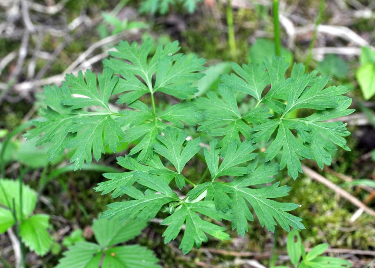 Image of Physospermum cornubiense specimen.