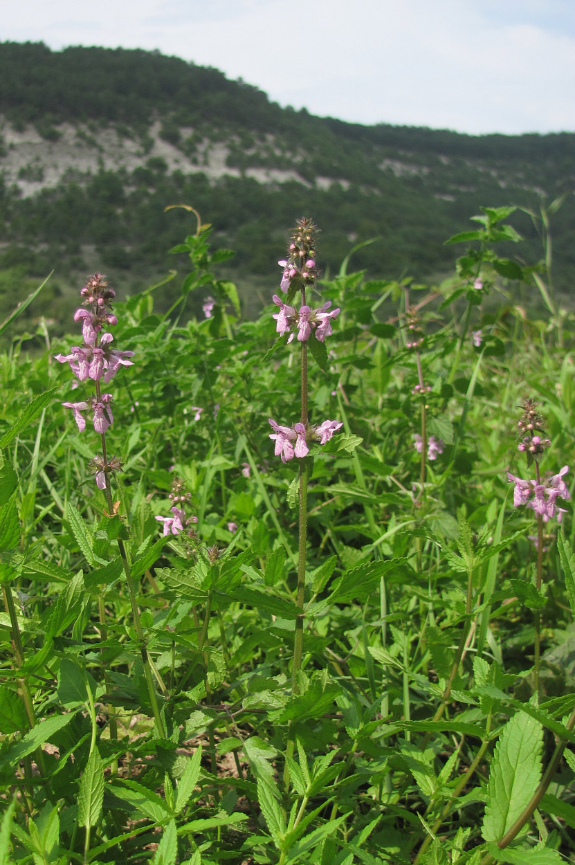 Изображение особи Stachys palustris.