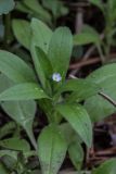 Myosotis sparsiflora